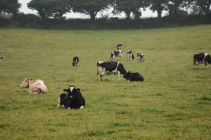 gaz-effet-serre-climat-vaches