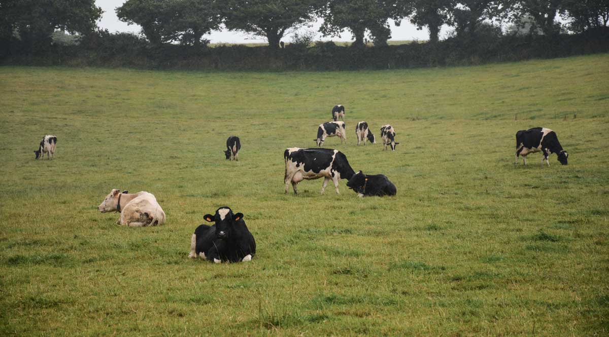 gaz-effet-serre-climat-vaches - Illustration SPACE 2016 : Les éleveurs travaillent pour améliorer le climat