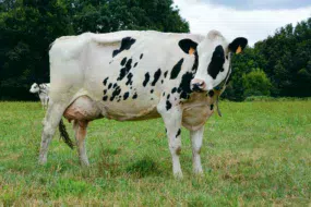 gedimat-prim-holstein