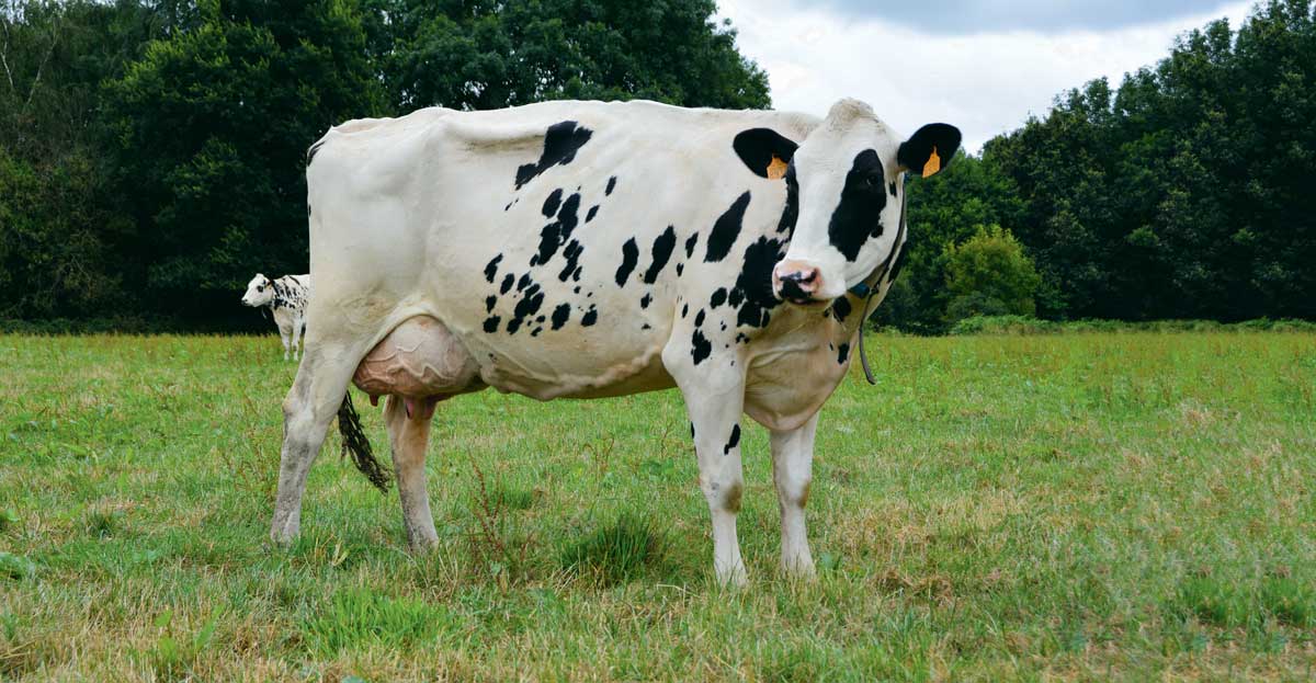 gedimat-prim-holstein