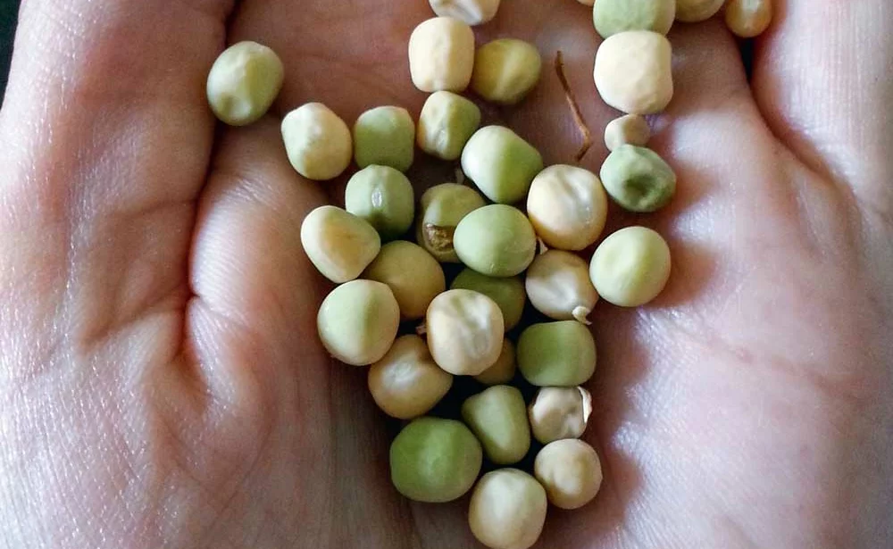 graines_germees-pois - Illustration Protéagineux : déterminez la faculté germinative des semences