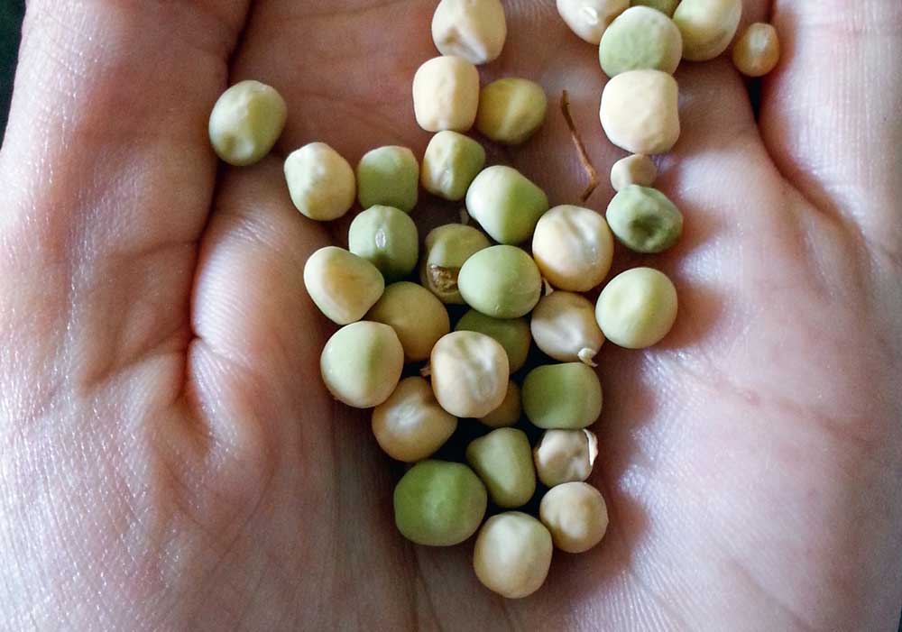 graines_germees-pois - Illustration Protéagineux : déterminez la faculté germinative des semences