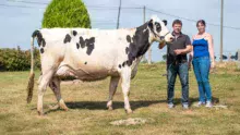 Cathy et Yvan Peucet soint heureux de participer à leur deuxième Space consécutif en présentant Harpe, une vache au format exceptionnel (1,75 m au garrot) pointée 88 points en 2e veau.