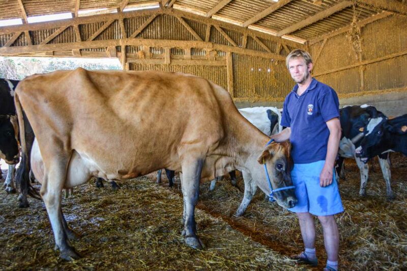 Gwen (DJ Jante x DJ Hovborg), a produit en 280 jours 6 116 kg de lait, à 58,7 g/kg de TB et 40 g/kg de TP. 