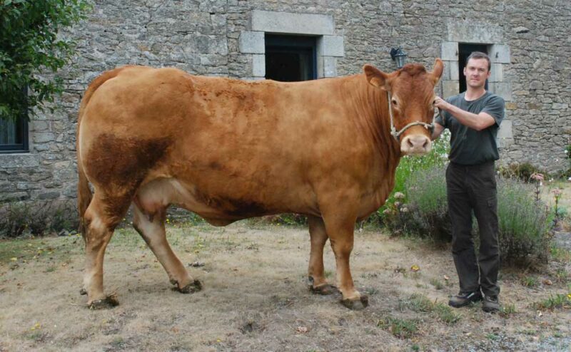 Gildas Larno conduira trois animaux au Space, dont Championne, fille d’Otan.