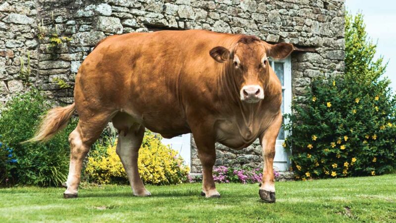 Illustration du potentiel viande du troupeau : Epatante, la première vache de réforme à avoir dépassé les 600 kg de carcasse sur l’exploitation (627 kg, E =).