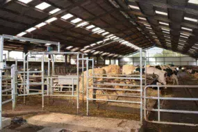 À droite de la rangée de bottes de paille : deux rangs de logettes avec matelas. À gauche, un rang de logettes face à la table d'alimentation. Les points d'eau sont dans la première partie. Les vaches doivent donc venir s'y abreuver. Pour retourner manger, elles sont contraintes de passer au robot de traite. Si elles ont été traites récemment, un portillon les dirige hors de l'aire d'attente. ­