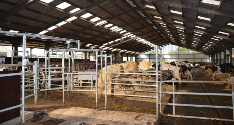 À droite de la rangée de bottes de paille : deux rangs de logettes avec matelas. À gauche, un rang de logettes face à la table d'alimentation. Les points d'eau sont dans la première partie. Les vaches doivent donc venir s'y abreuver. Pour retourner manger, elles sont contraintes de passer au robot de traite. Si elles ont été traites récemment, un portillon les dirige hors de l'aire d'attente. ­