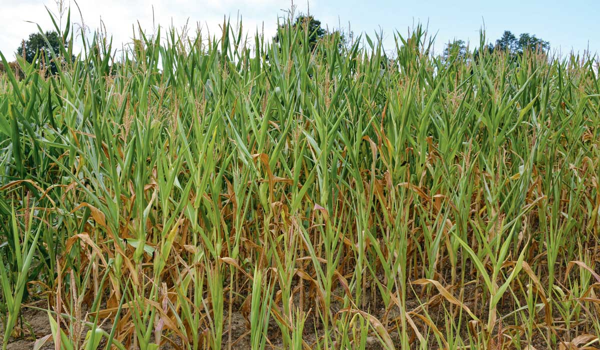 Photo of Ensilage de maïs : fortes disparités en rendement et qualité