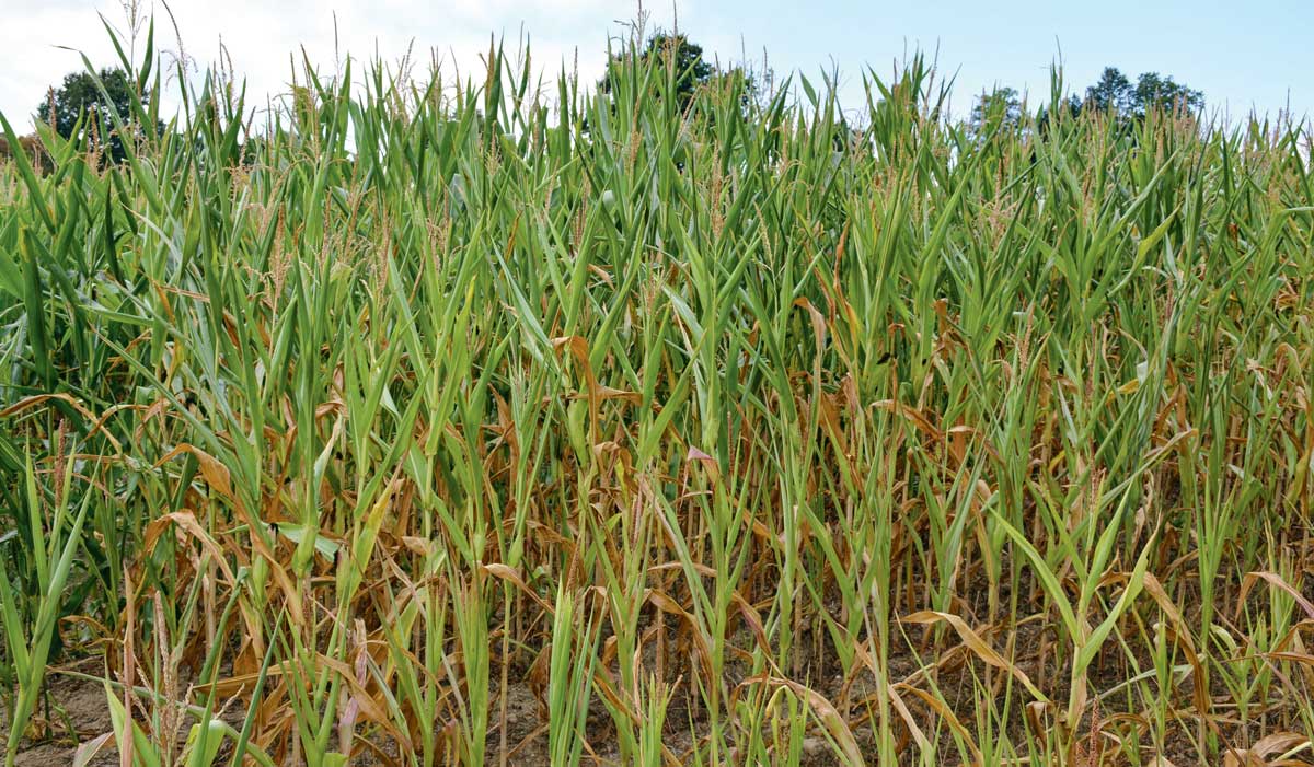 mais-ensilage-secheresse - Illustration Ensilage de maïs : fortes disparités en rendement et qualité