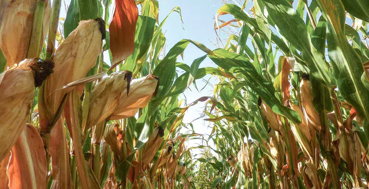 mais-feuilles-epi-credit-arvalis - Illustration Observer son maïs pour décider de la date d’ensilage