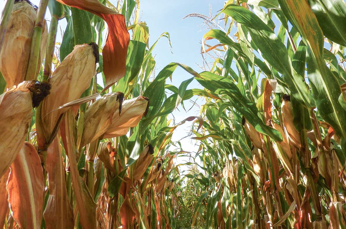 mais-feuilles-epi-credit-arvalis - Illustration Observer son maïs pour décider de la date d’ensilage