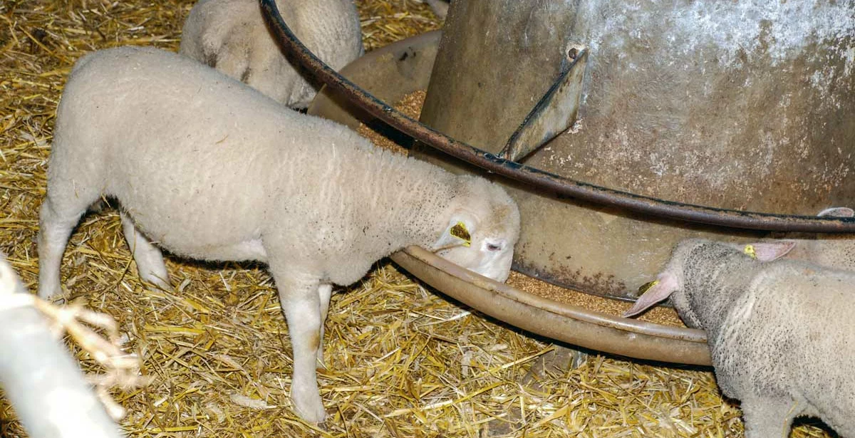 ovin-agneau - Illustration Agneau : veiller au gras