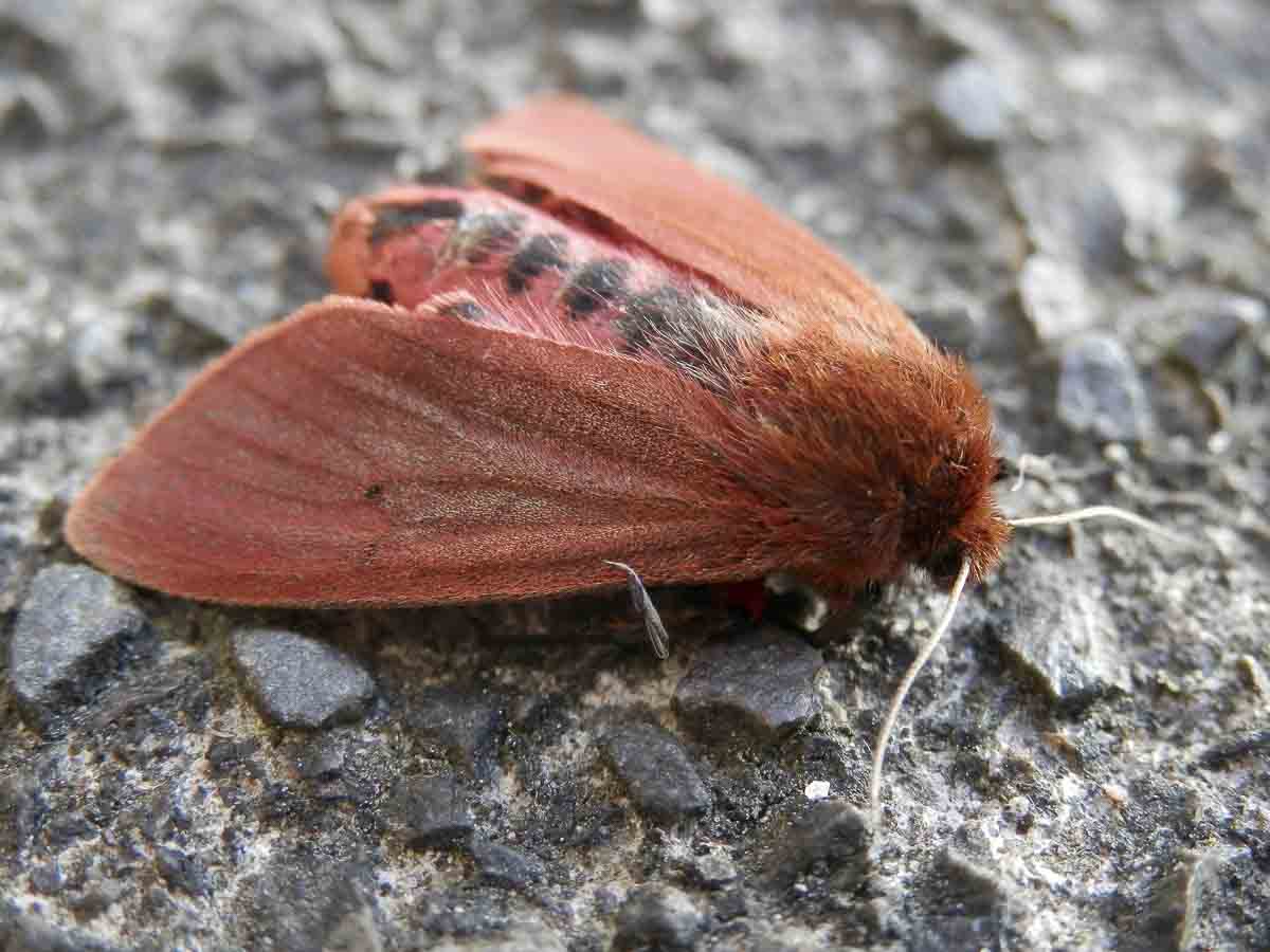 Photo of Des papillons épris par la nuit
