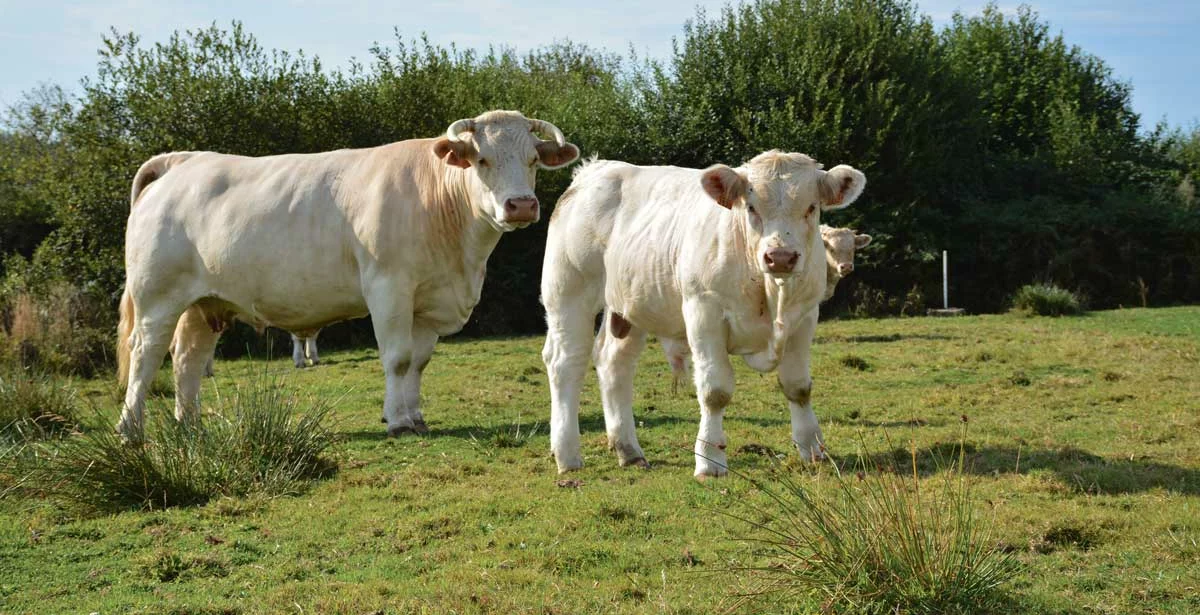 photo-charolais-space-2016 - Illustration Viande bovine : repli de la production et hausse des importations