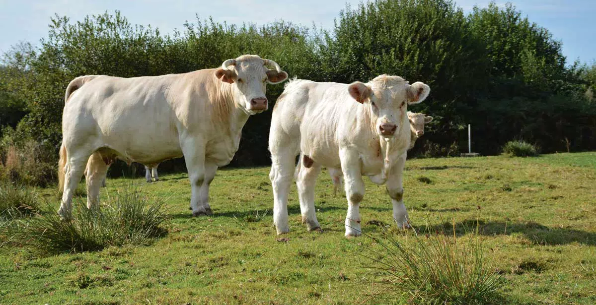 photo-charolais-space-2016 - Illustration SPACE 2016 / Portrait d’éleveurs : La Charolaise, une race facile à mener