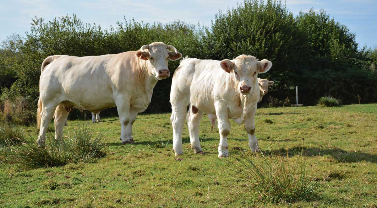Photo of Viande bovine : repli de la production et hausse des importations