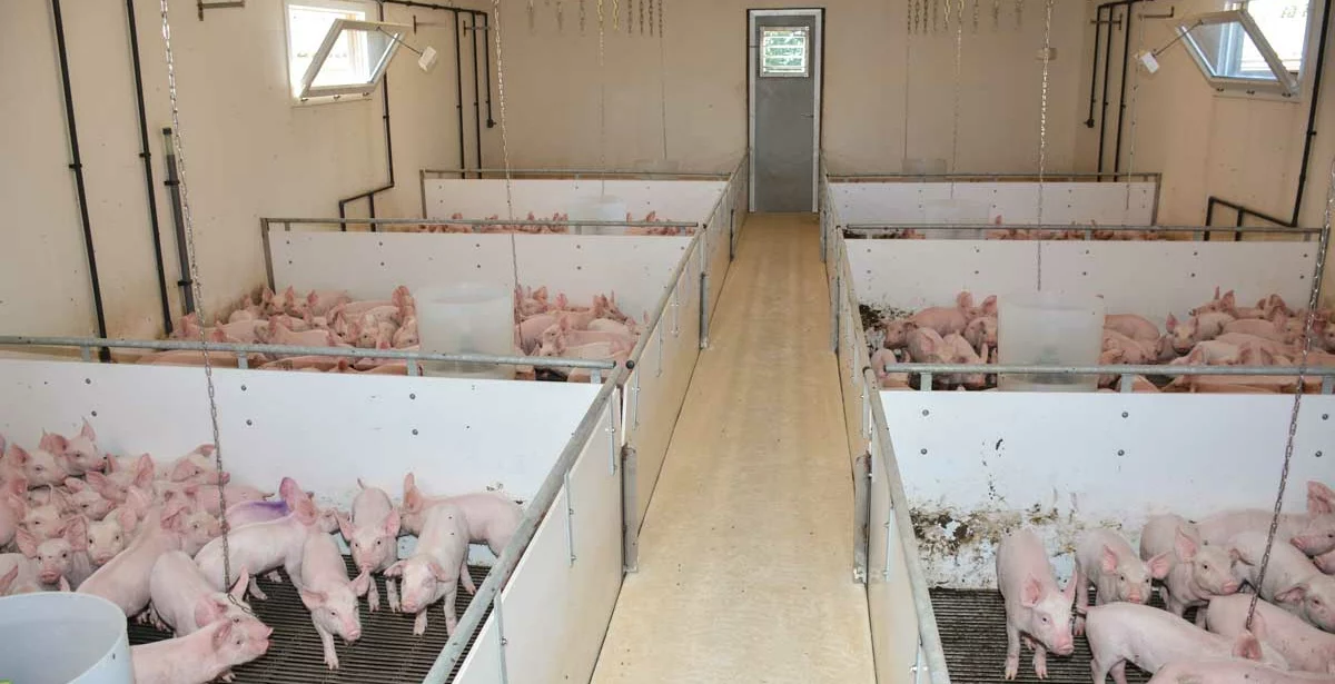 porc-bocage - Illustration Porc : Une nurserie qui se chauffe toute seule