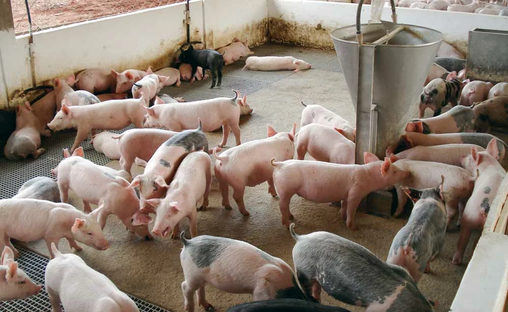 porc-bresil - Illustration Importations brésiliennes de viandes : Le Foll renforce les contrôles