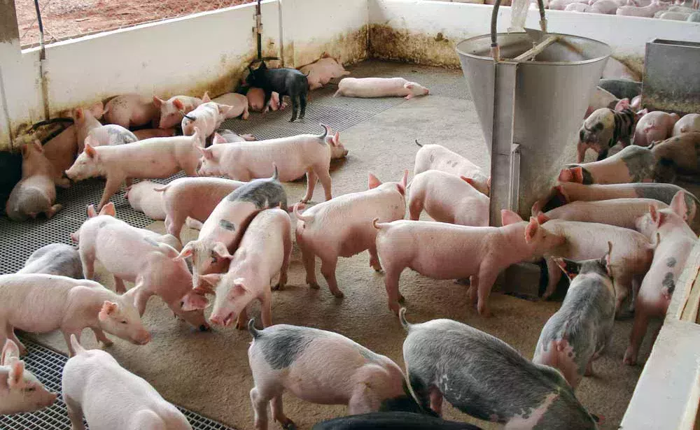 porc-bresil - Illustration Russie et Brésil s’accordent sur les produits agricoles