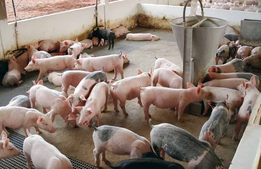 porc-bresil - Illustration L&rsquo;export de cochons vers les pays tiers est vital