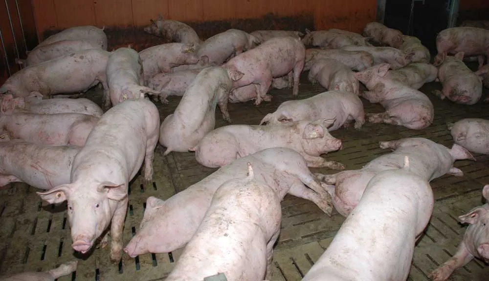 porc-charcutier-groupe - Illustration Porc : Coopérateur, il tente de résister à l&rsquo;intégration