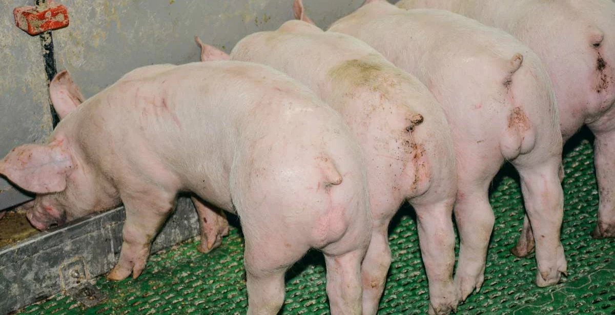 porcelet-post-sevrage - Illustration Allemagne : porc bio et non-castré ont le vent en poupe