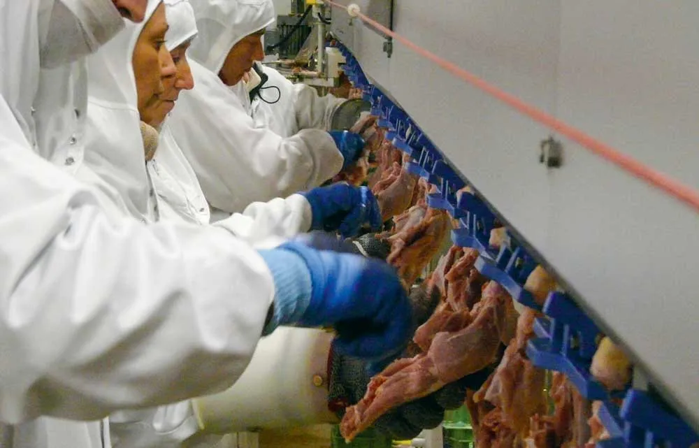 poulet-chaine-agro - Illustration Transformation de volaille : l’usine la plus « avancée » dans le monde