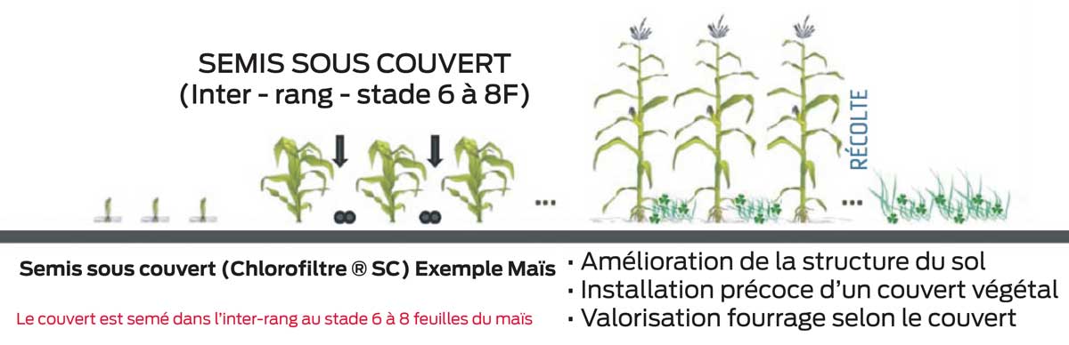 sous_couvert-de-mais - Illustration Des couverts végétaux adaptés à la monoculture de maïs