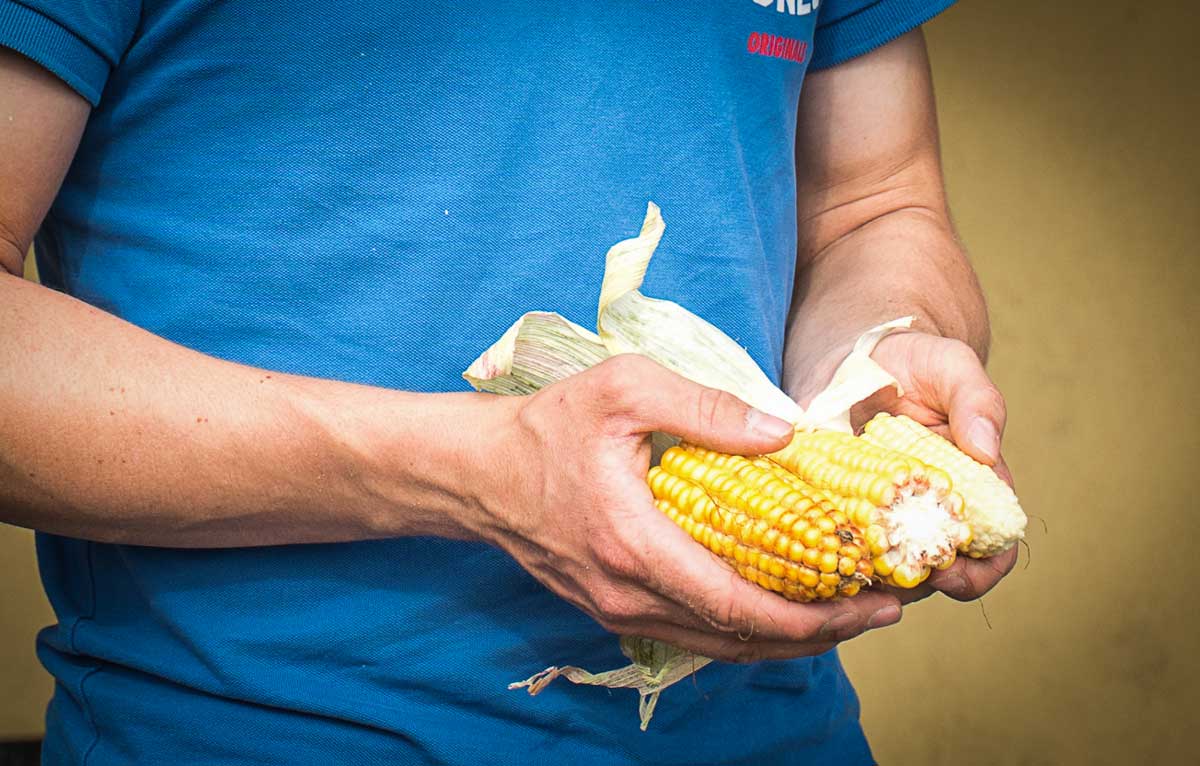 td_romain_guegan_bcel - Illustration Partout, les ensilages de maïs ont 10 jours d’avance