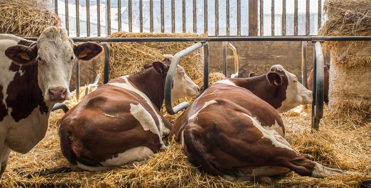 Photo of SPACE 2016 / Portrait d’éleveurs : “Le National est un défi qui met la pression”