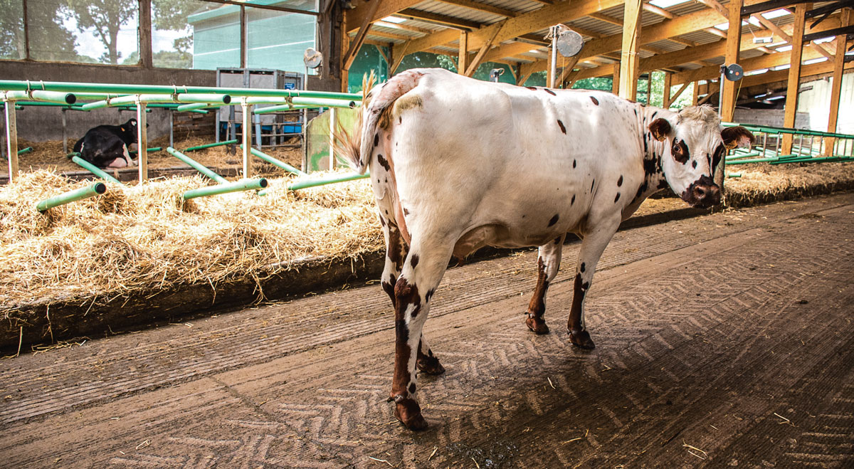 Photo of SPACE 2016 / Portrait d’éleveurs : L’élevage Coué-Médard, de belles vaches à traire ou à présenter