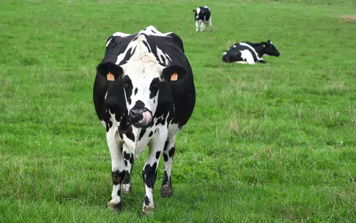 td_vache_croisee