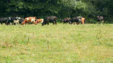vache-herbe-2