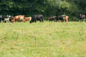 vache-herbe-2