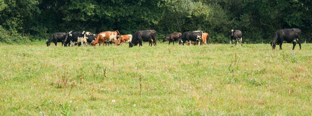 vache-herbe-2 - Illustration Manque d’herbe dans près de la moitié des régions fourragères françaises