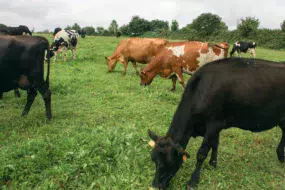 vache-herbe