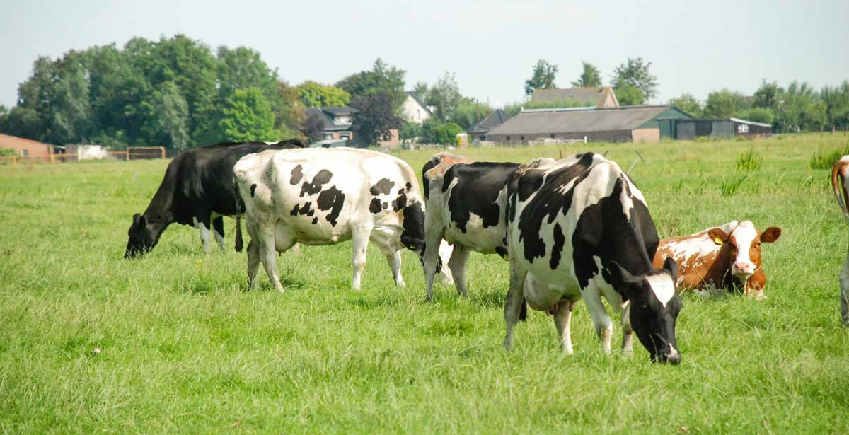 vaches-lait-holstein-herbe - Illustration Les vaches ont des choses à nous dire ! Écoutons-lait !