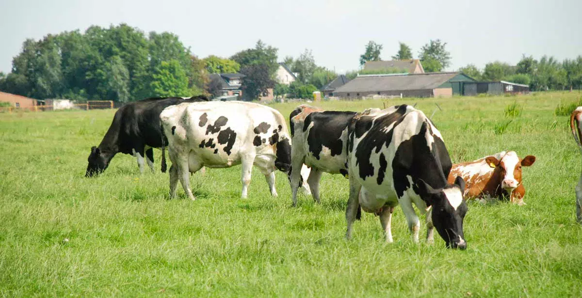 vaches-lait-holstein-herbe - Illustration Des signes d’amélioration sur les marchés laitiers