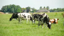 vaches-lait-holstein-herbe