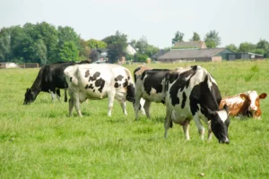 vaches-lait-holstein-herbe
