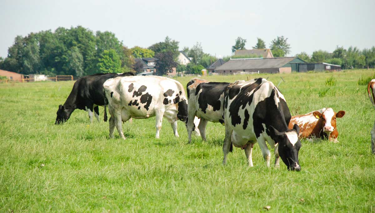 Photo of Les vaches ont des choses à nous dire ! Écoutons-lait !