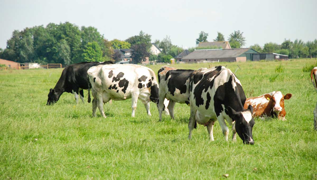 vaches-lait-holstein-herbe - Illustration Les vaches ont des choses à nous dire ! Écoutons-lait !