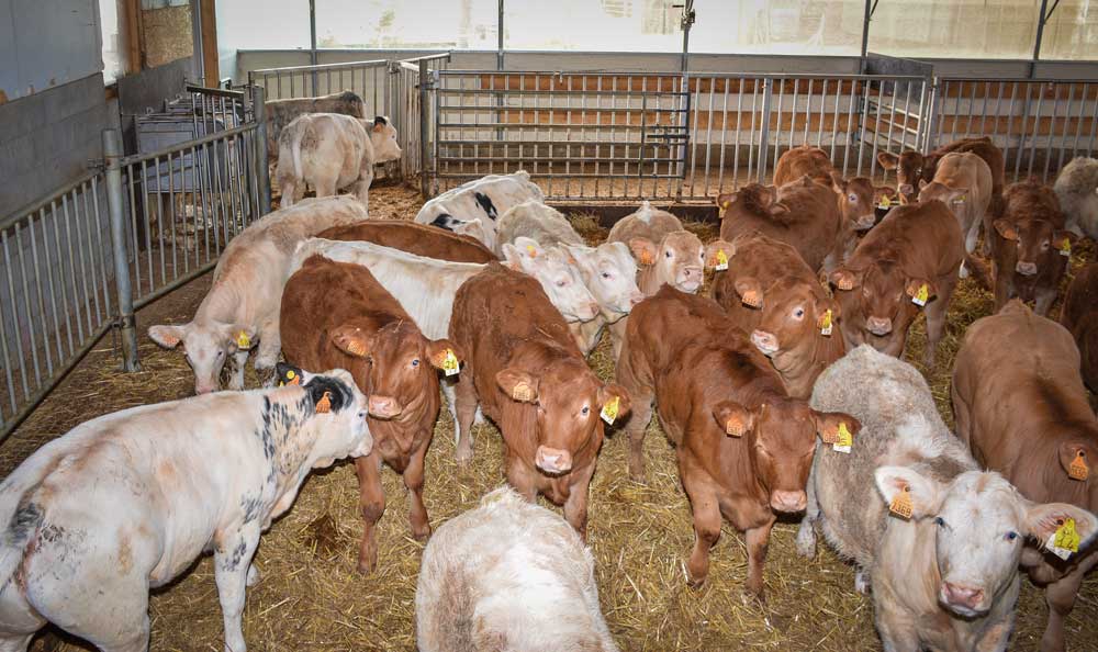 Les veaux sont d'origine « viande » à 60%. Les autres sont des croisés taureaux à viande x normands ou montbéliards (pas de croisés holstein dans le label). - Illustration Le veau label valorise son lait