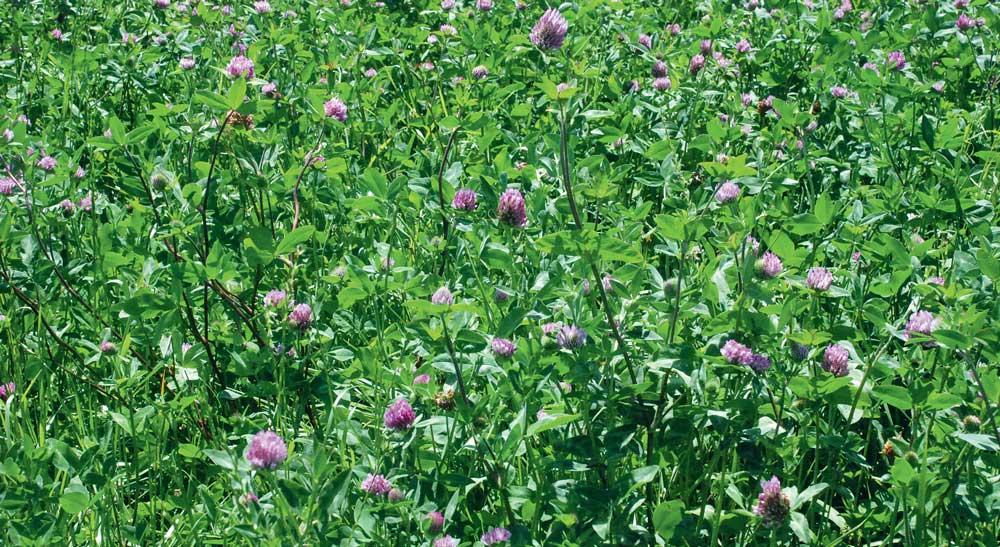 ray-grass-trefle-violet - Illustration Déficit de la pousse de l’herbe, jamais deux sans trois