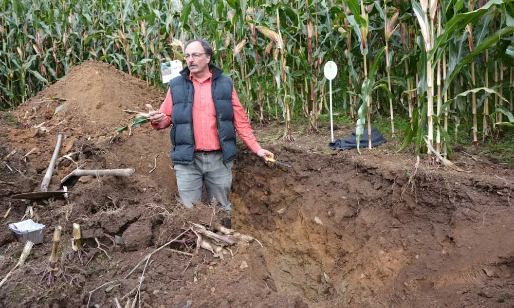 Daniel Hanocq, conseiller agronome à la Chambre d’agriculture, a commenté le profil de la parcelle d’essai. « Les racines vont chercher à boire en profondeur. Ici, le sol le permet ». - Illustration L&rsquo;agriculteur sait aussi être un tuteur