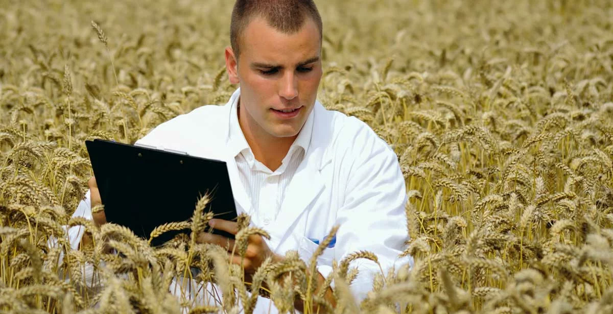 chercheur-ble-cereales - Illustration Impact du changement climatique sur les rendements du blé et de l’orge