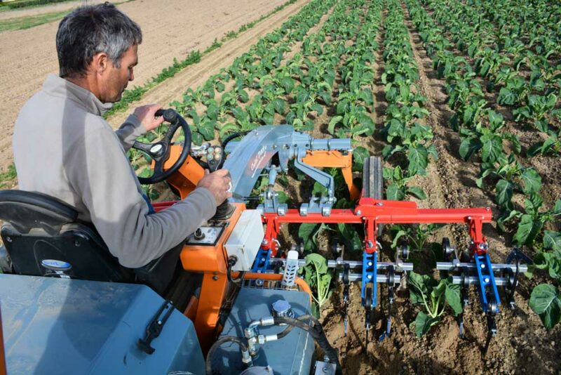 Le porte-outils automoteur Cultitrack permet de biner les choux-fleurs en 3 m de largeur avec une visibilité parfaite sur le rang.