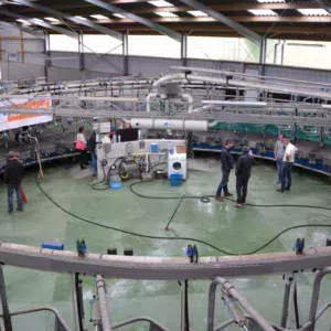 Le roto intérieur permet de visualiser rapidement les vaches. Le bâtiment est clair pour le confort du trayeur.