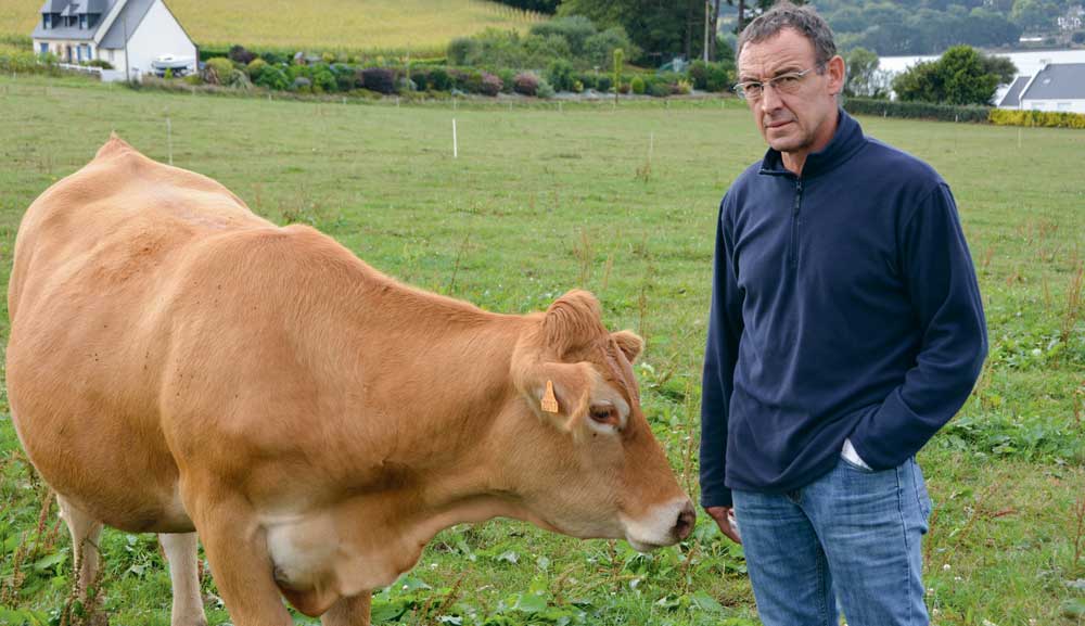 Serge Troadec apprécie les animaux calmes de son élevage. - Illustration Une viande de qualité à la table de l’auberge